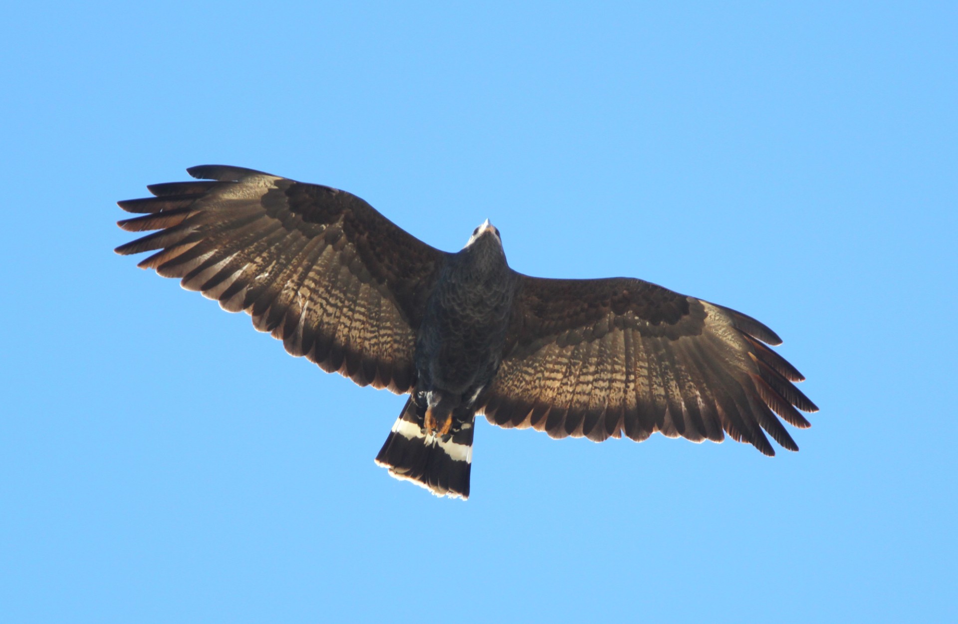 thumbnail_COBH, Jesse L. Watson.jpg