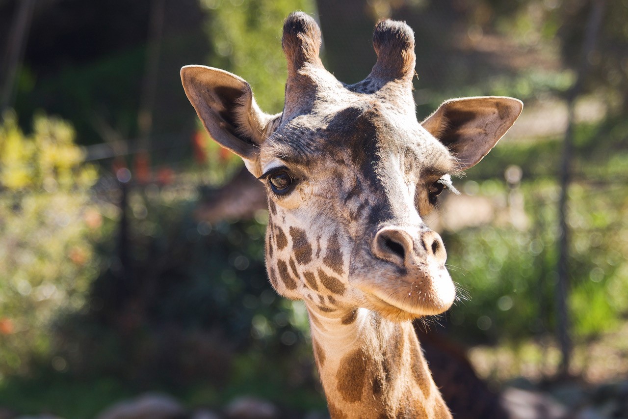 Giraffe Calf Dies Hours After Birth At Santa Barbara Zoo