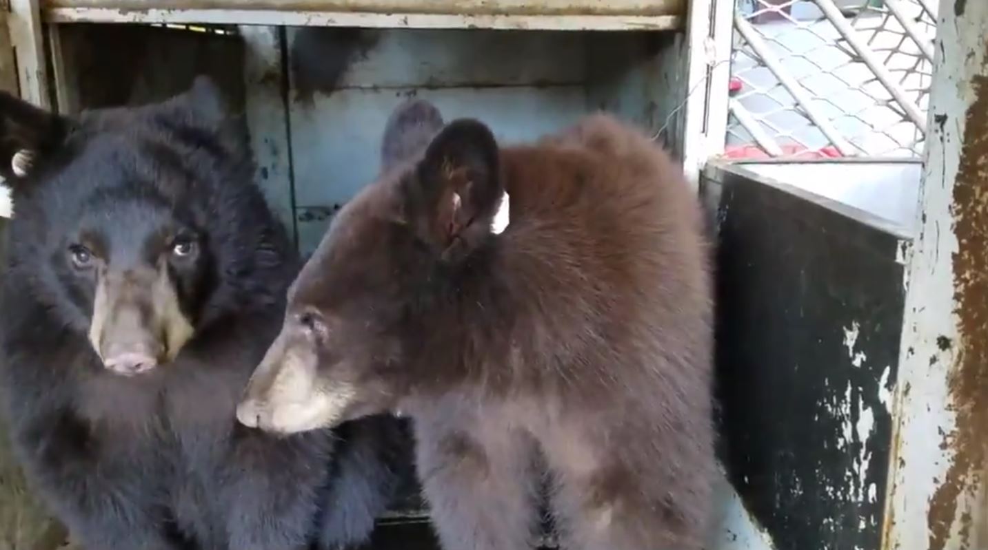 Bear cubs  captured