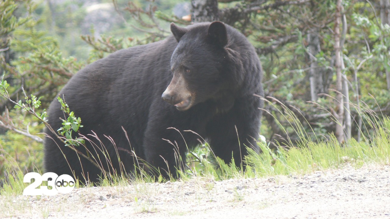 Black Bear (FILE)