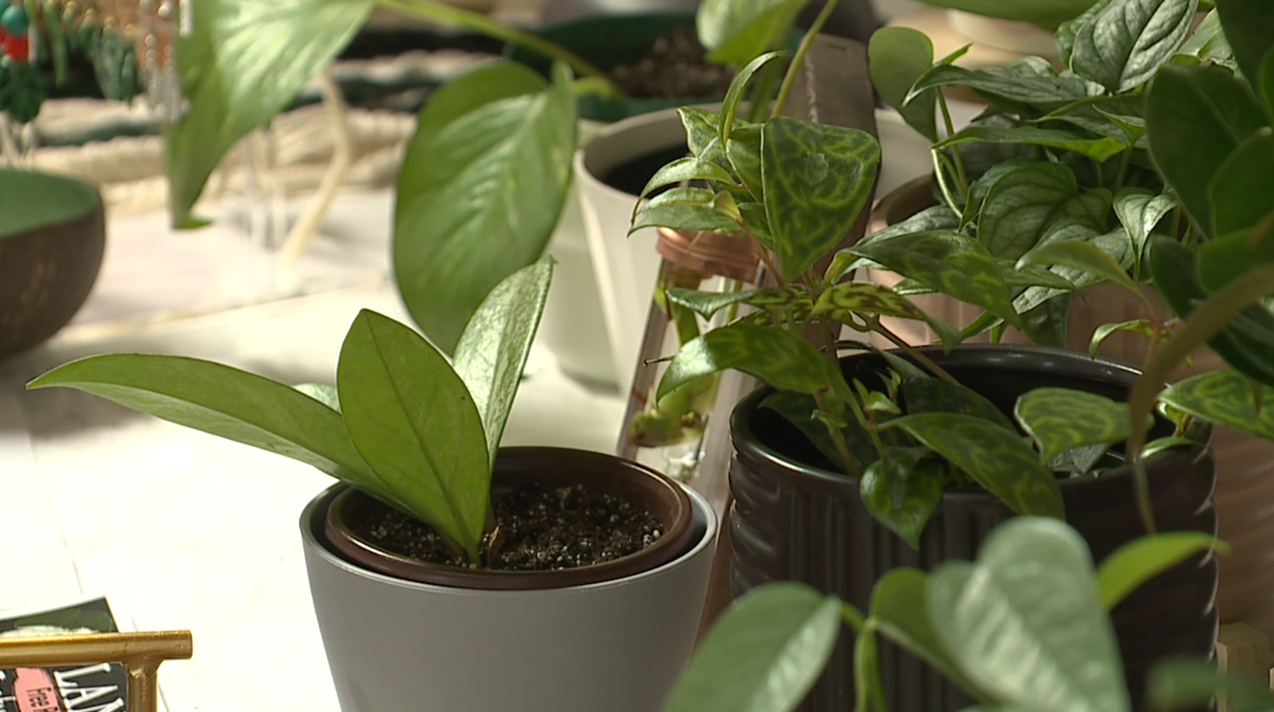 Plants 
