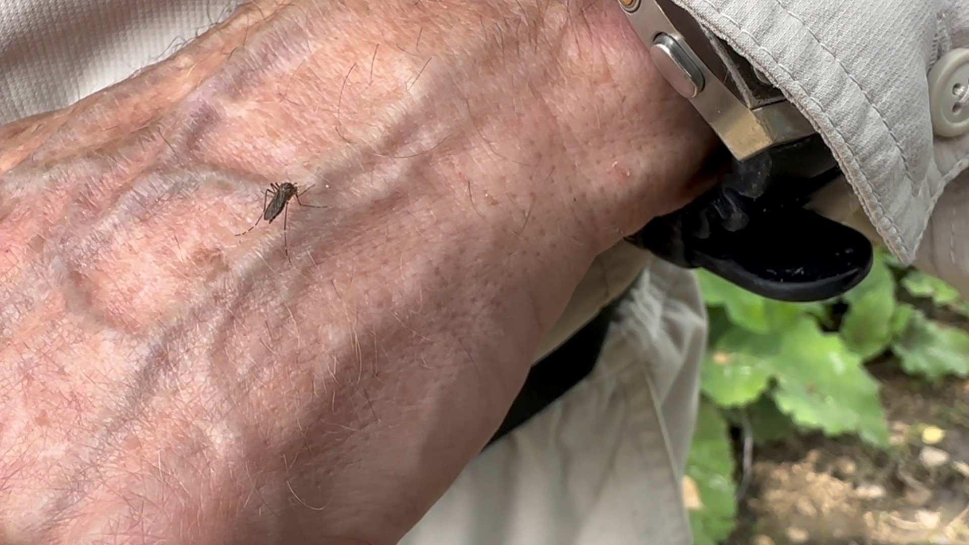 mosquito.jpg
