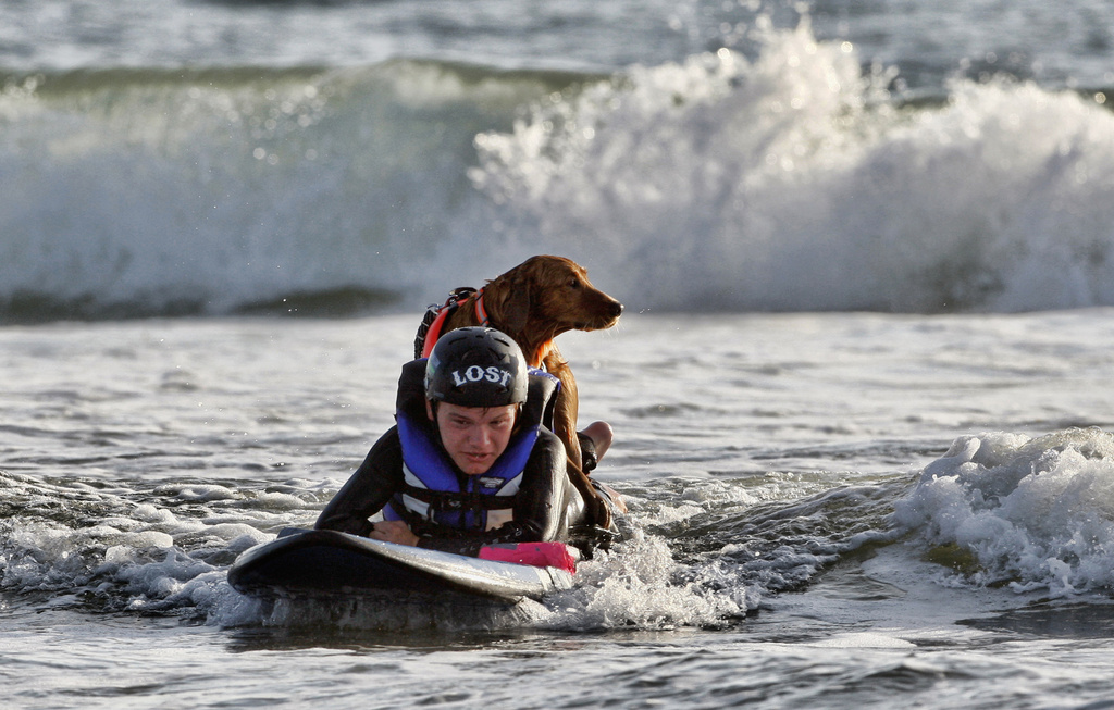 California Surfing Dog Dies