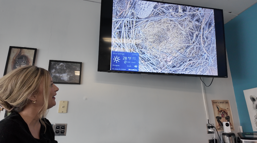 Blue Springs bald eagle live stream returns for second year of nesting season viewing