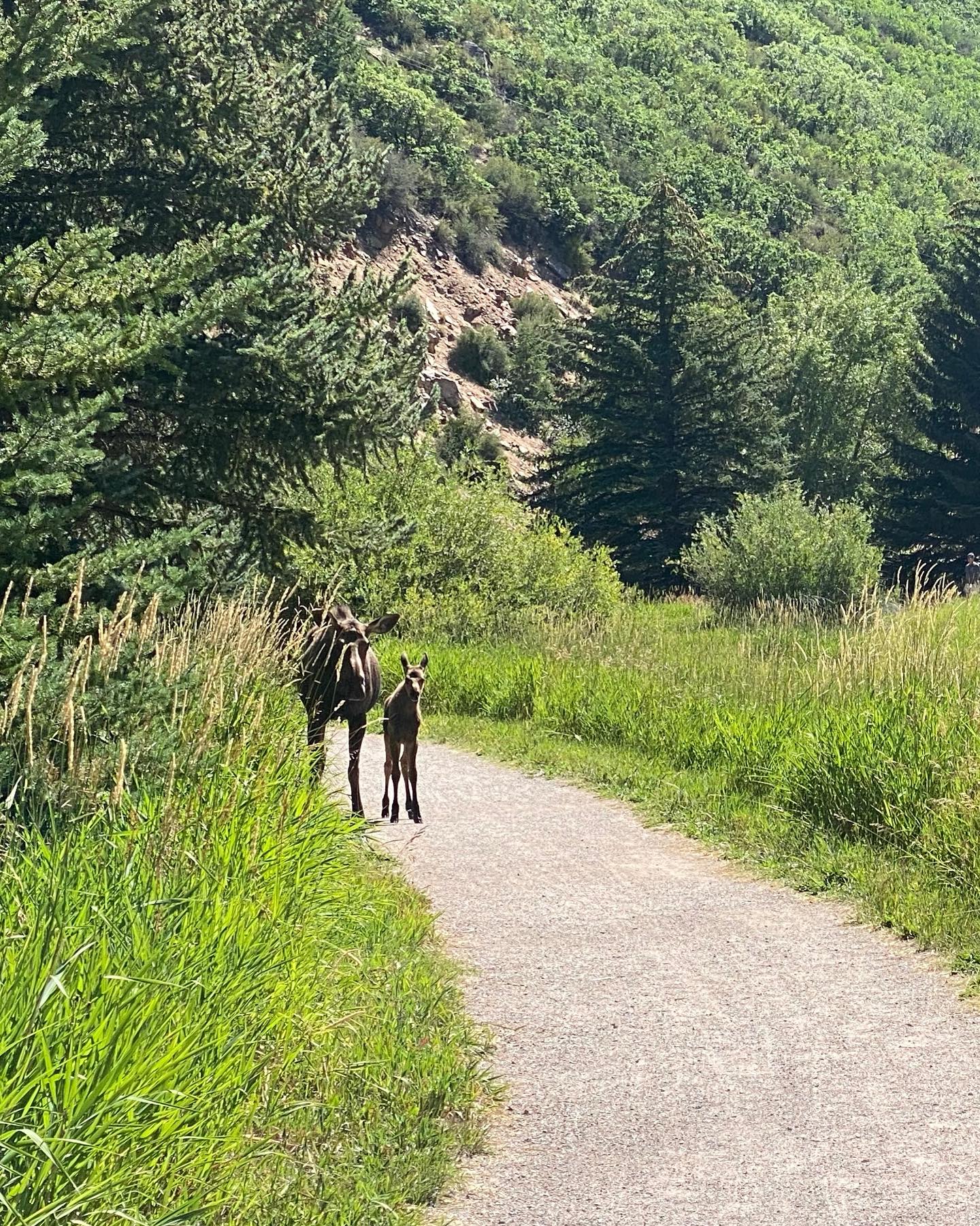 Aggressive moose in Pitkin County