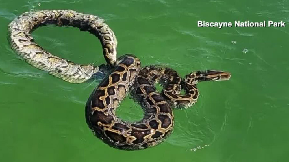 WPTV-11-FOOT-PYTHON-.jpg