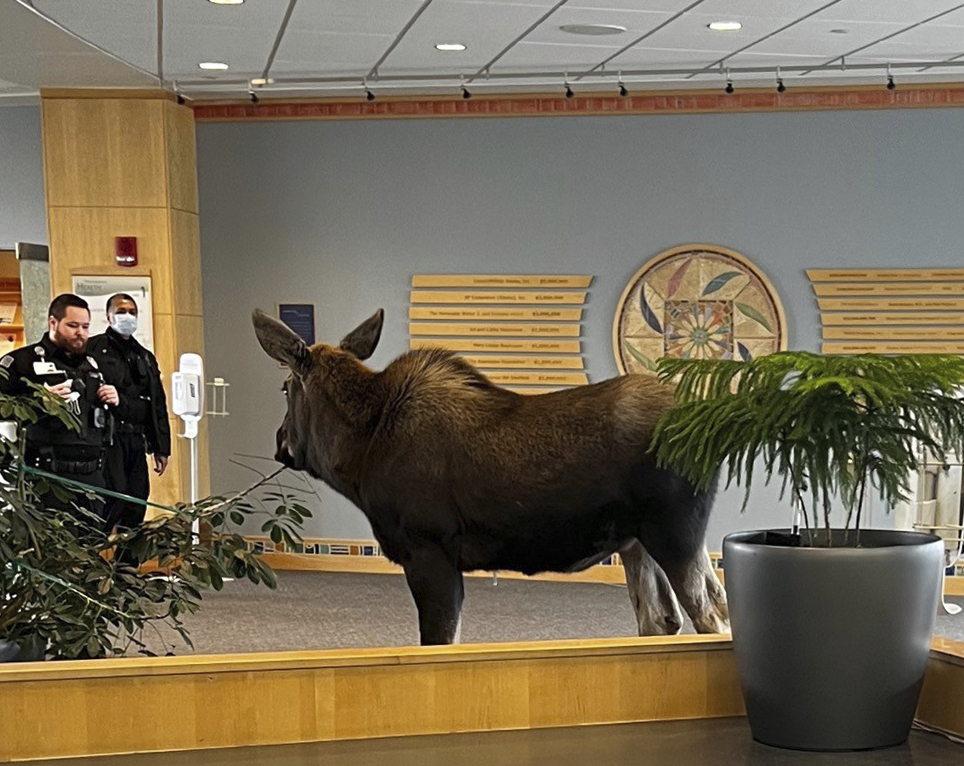 ODD Alaska Hospital Moose