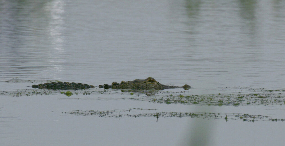 Alligator Hunting Florida
