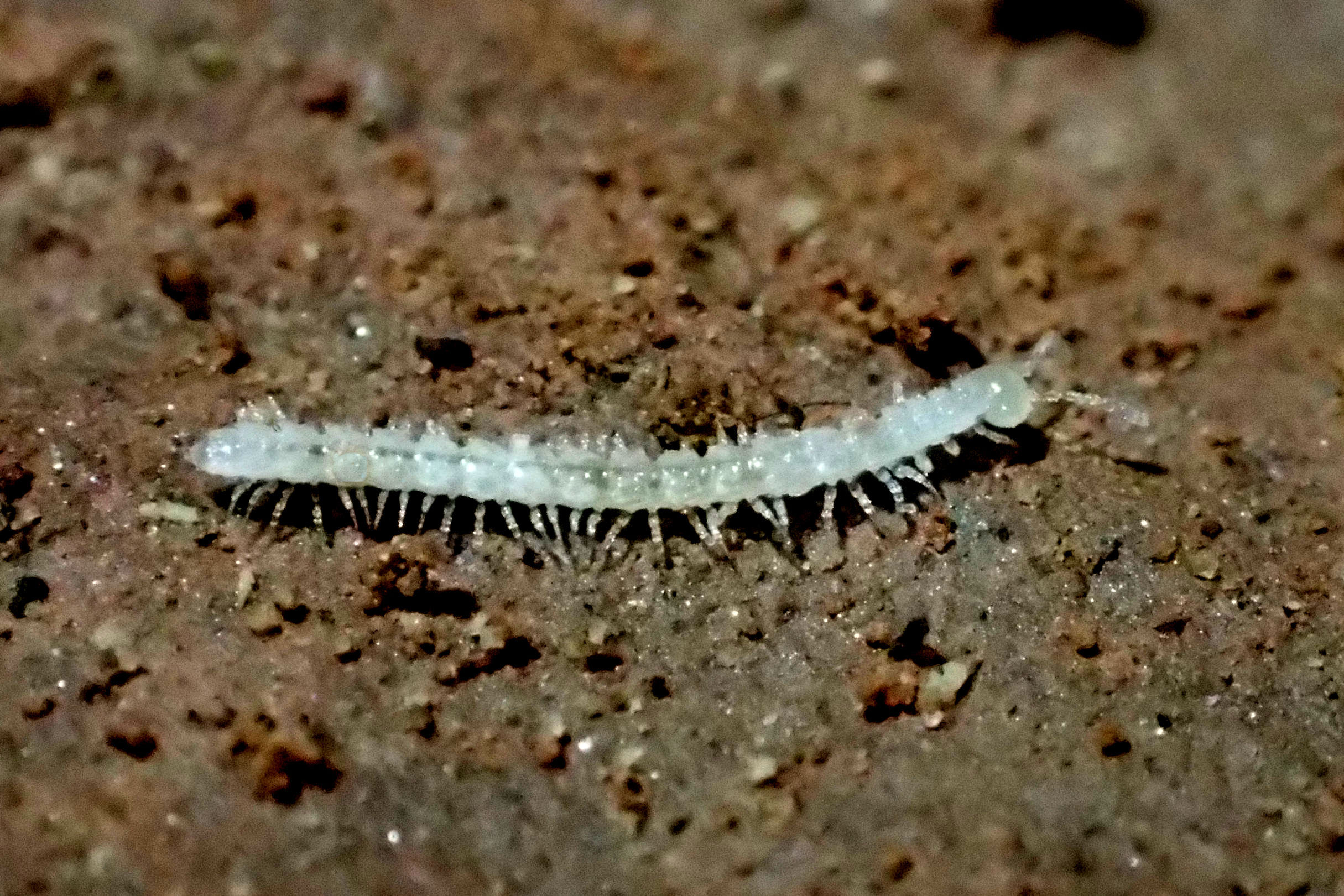 Coloradesmus warneri in a Larimer County cave, Dave Steinmann.jpg