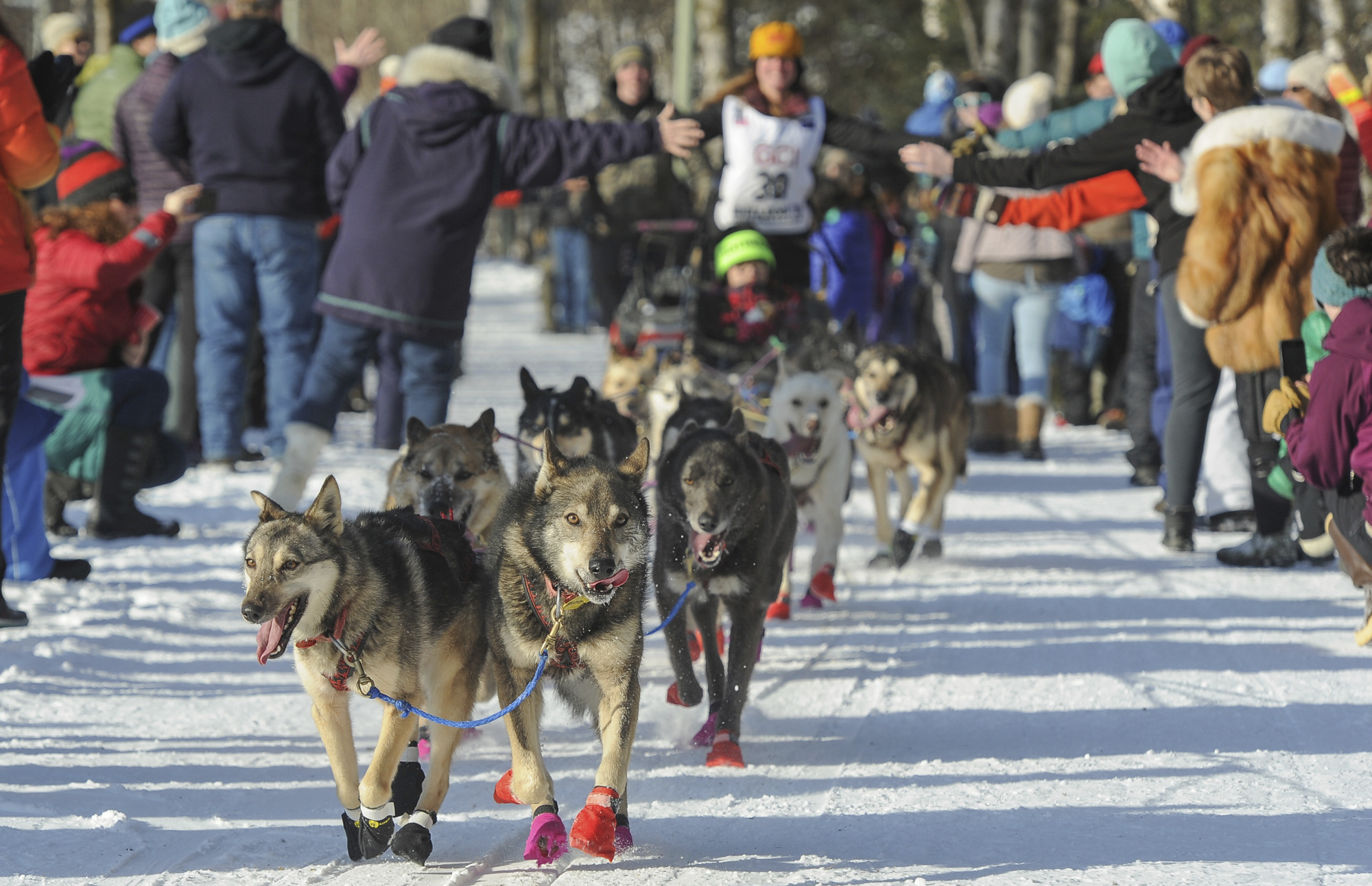 Iditarod Trail Sled Dog Race AP PHOTO