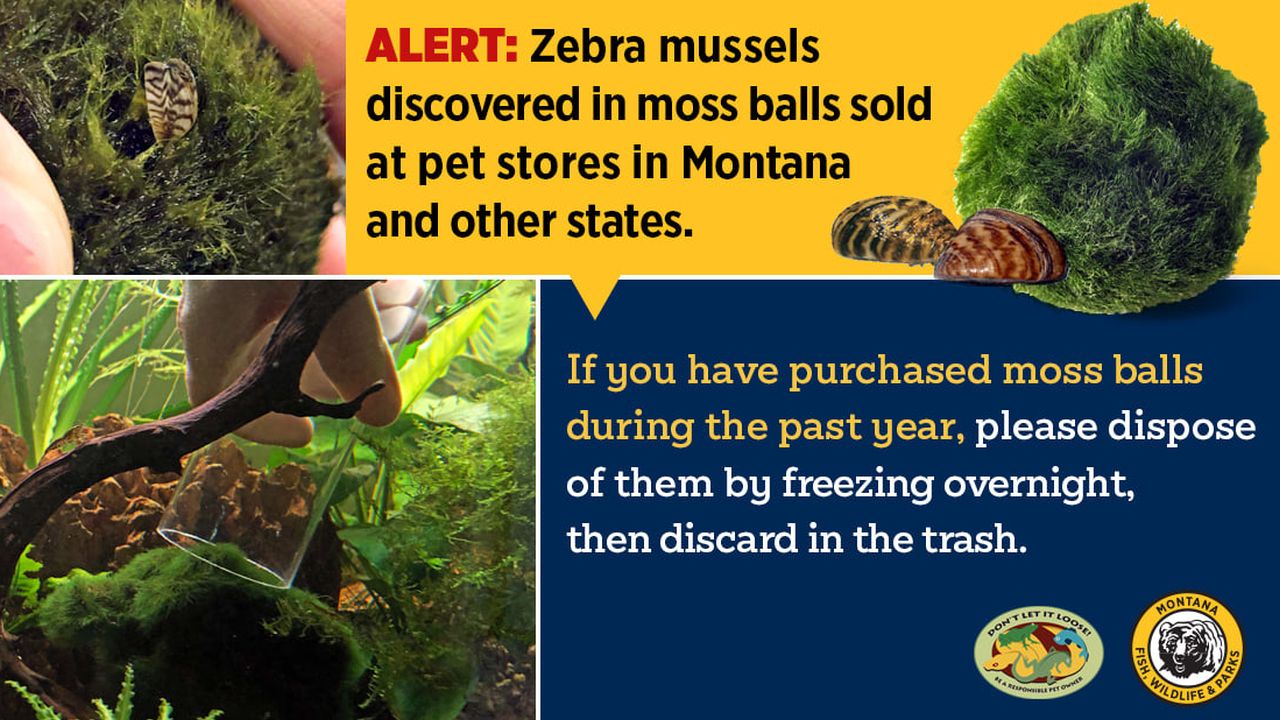 Invasive mussels found in aquarium moss balls sold in Montana