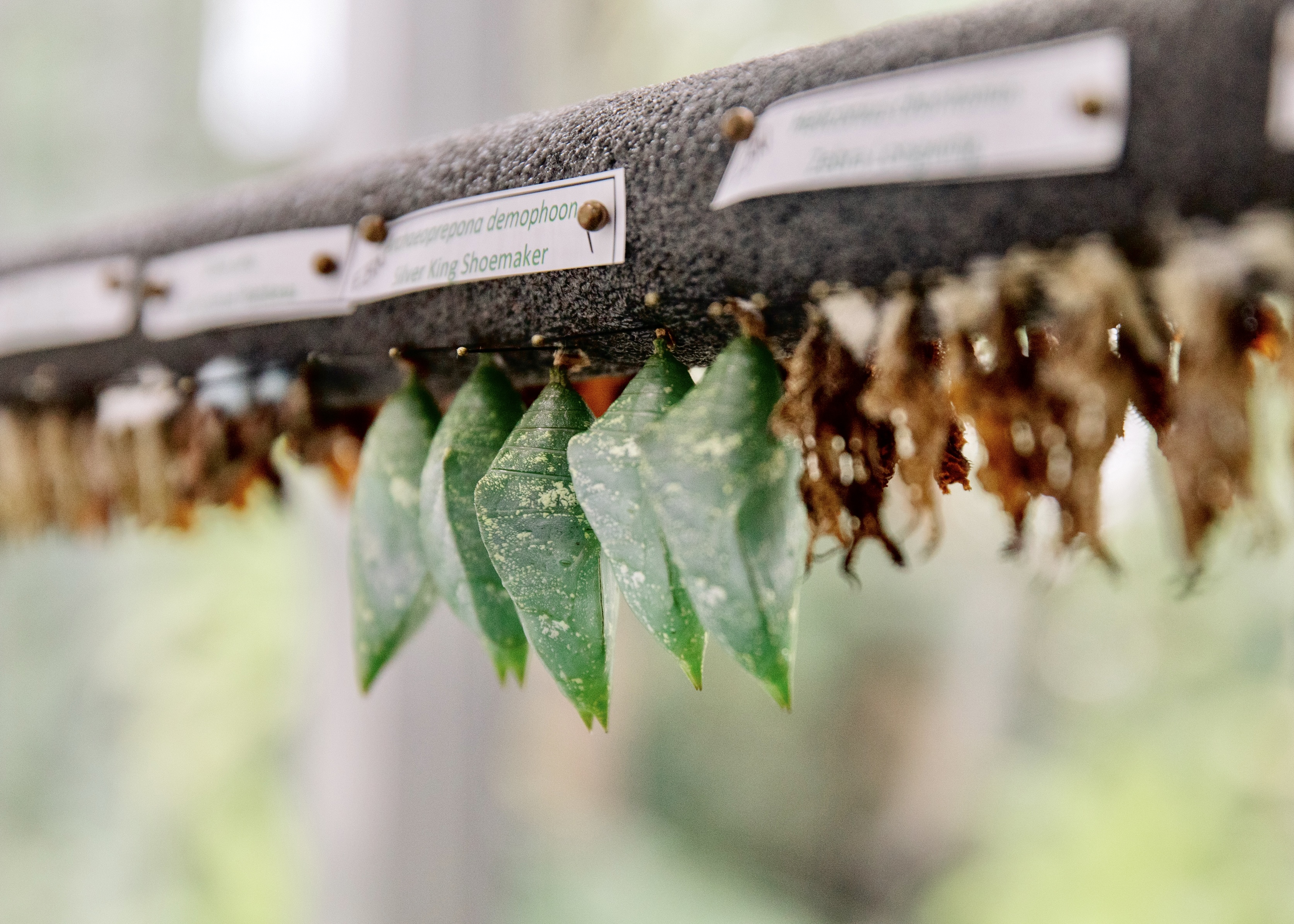 Butterflies Are Blooming at Meijer Gardens