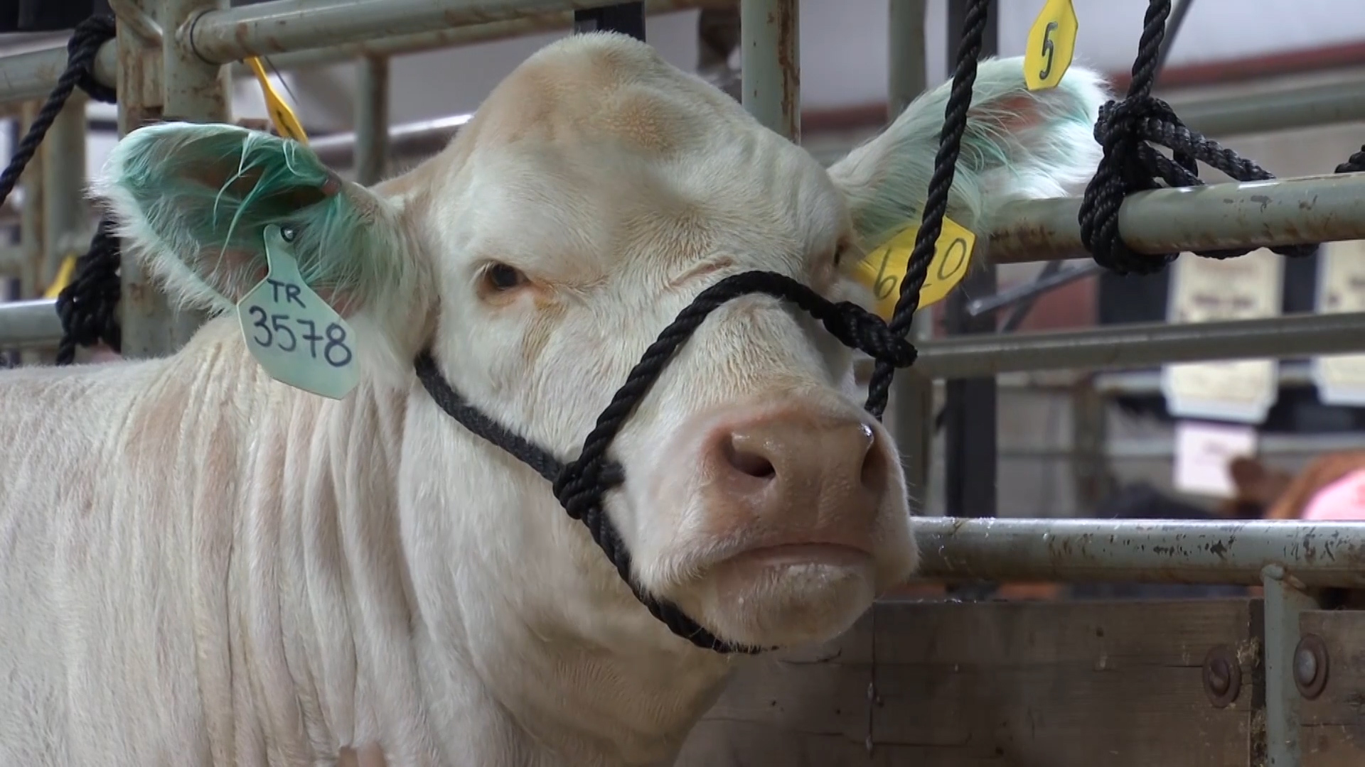 NILE Merit Heifer 1.jpg