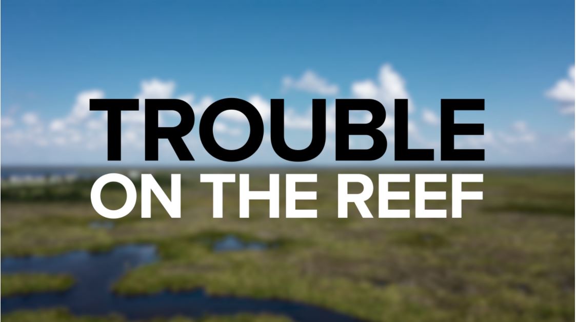 Trouble on the reef.JPG