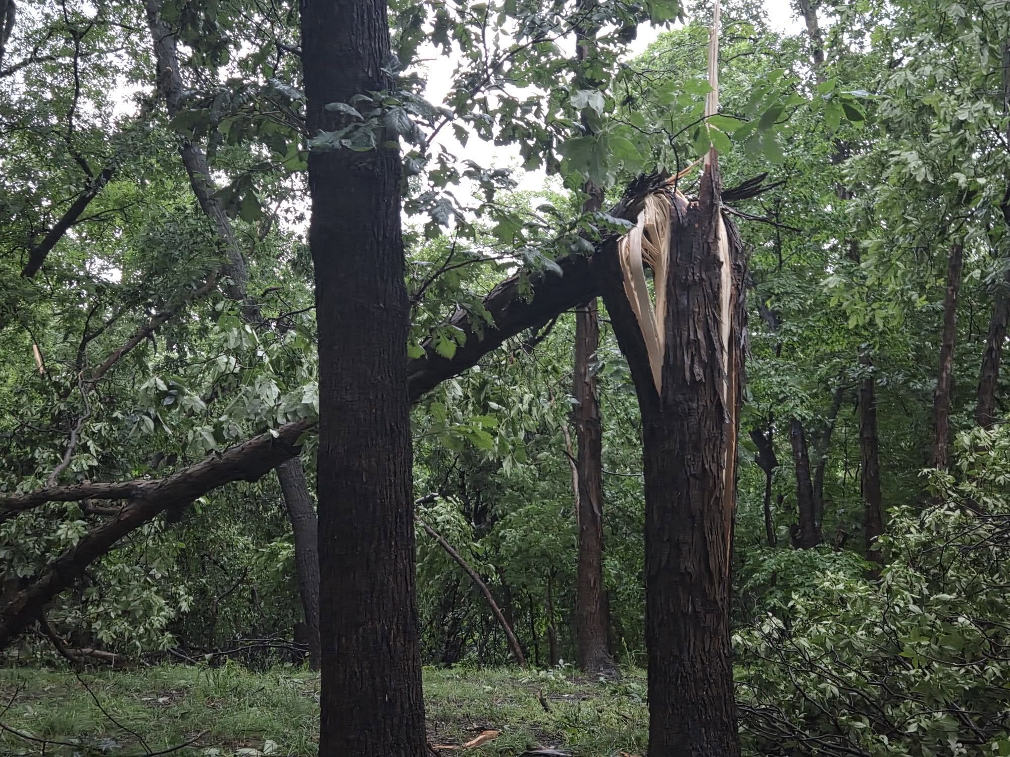 A tree is split after strong damaging winds from Thursday's storm