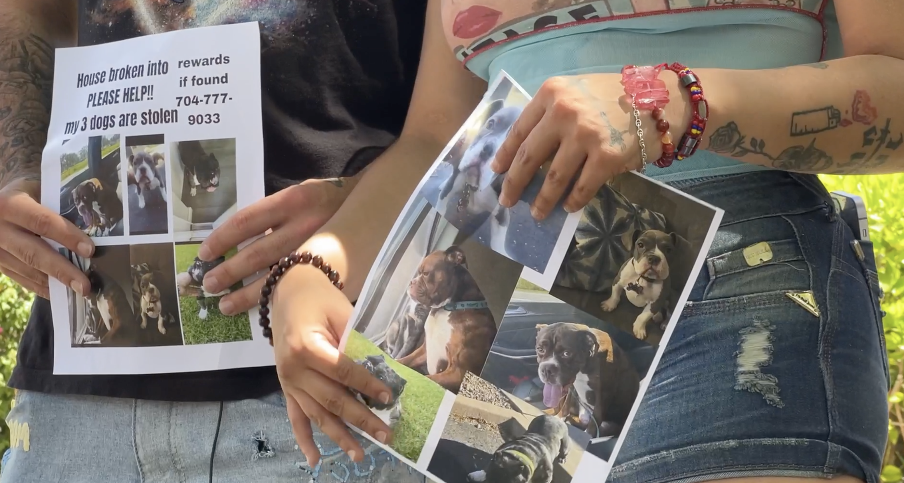 three dogs stolen from air bnb