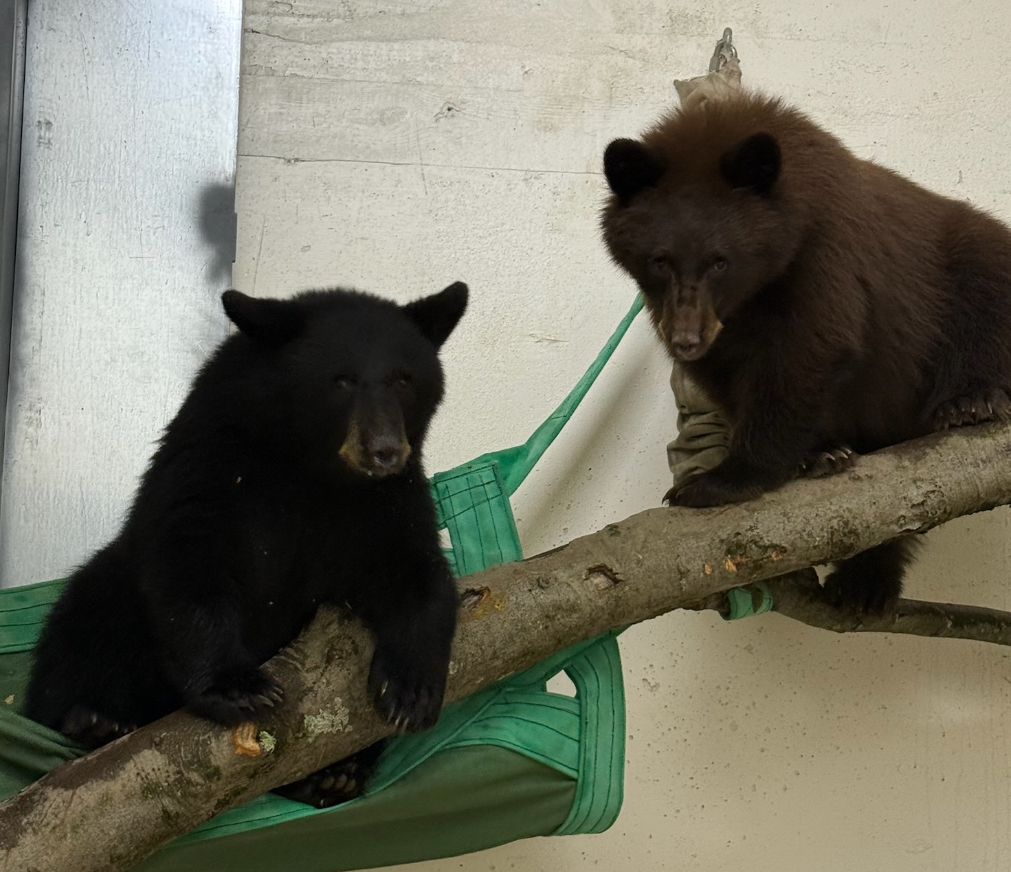 bear cubs.jpg