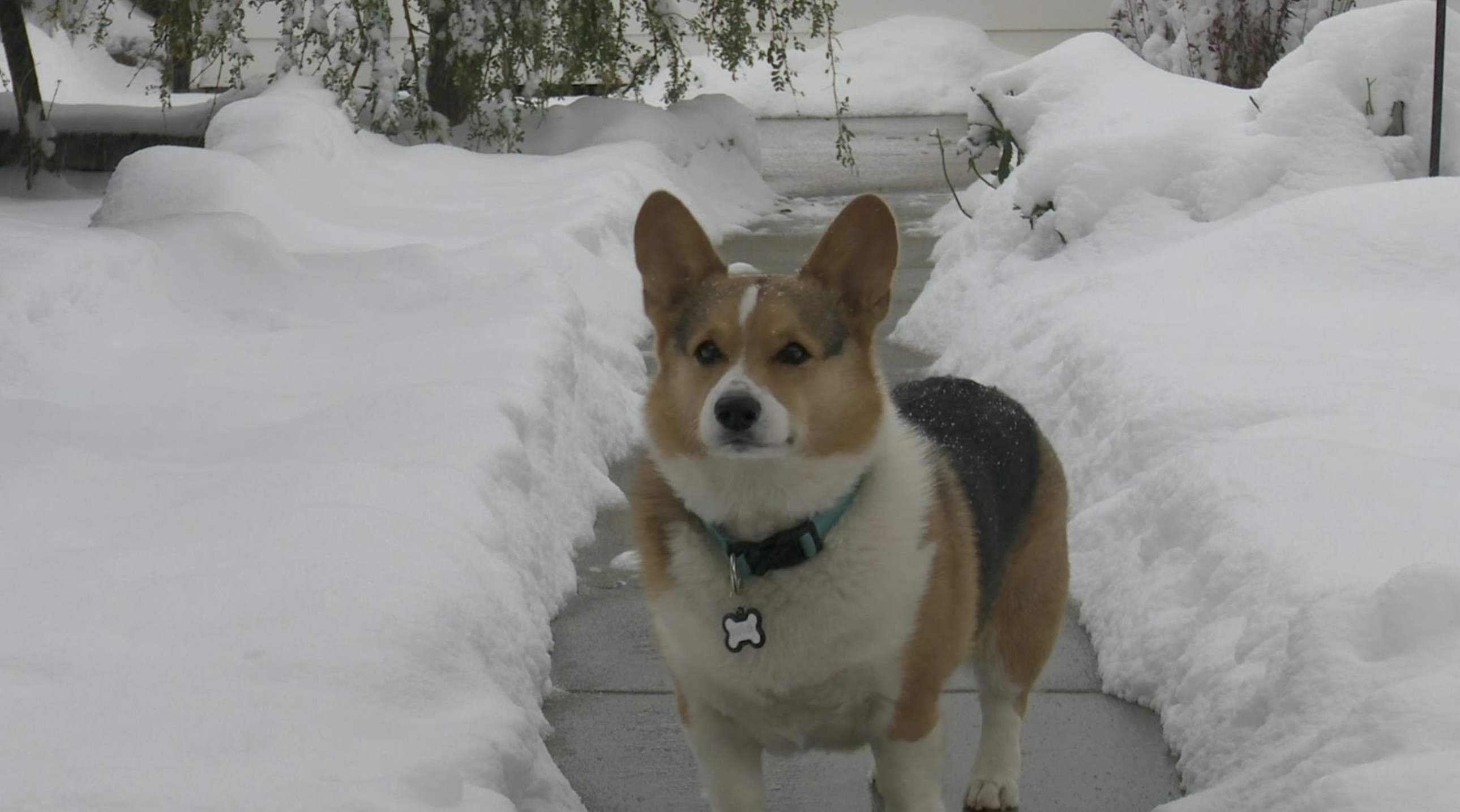Winter can be dangerous for pets