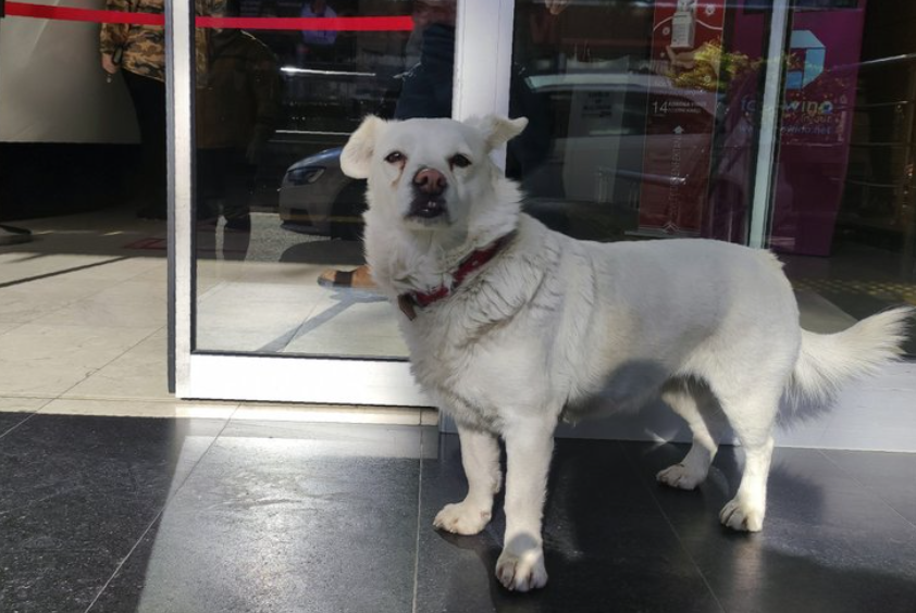 Turkey Dog Sick Owner