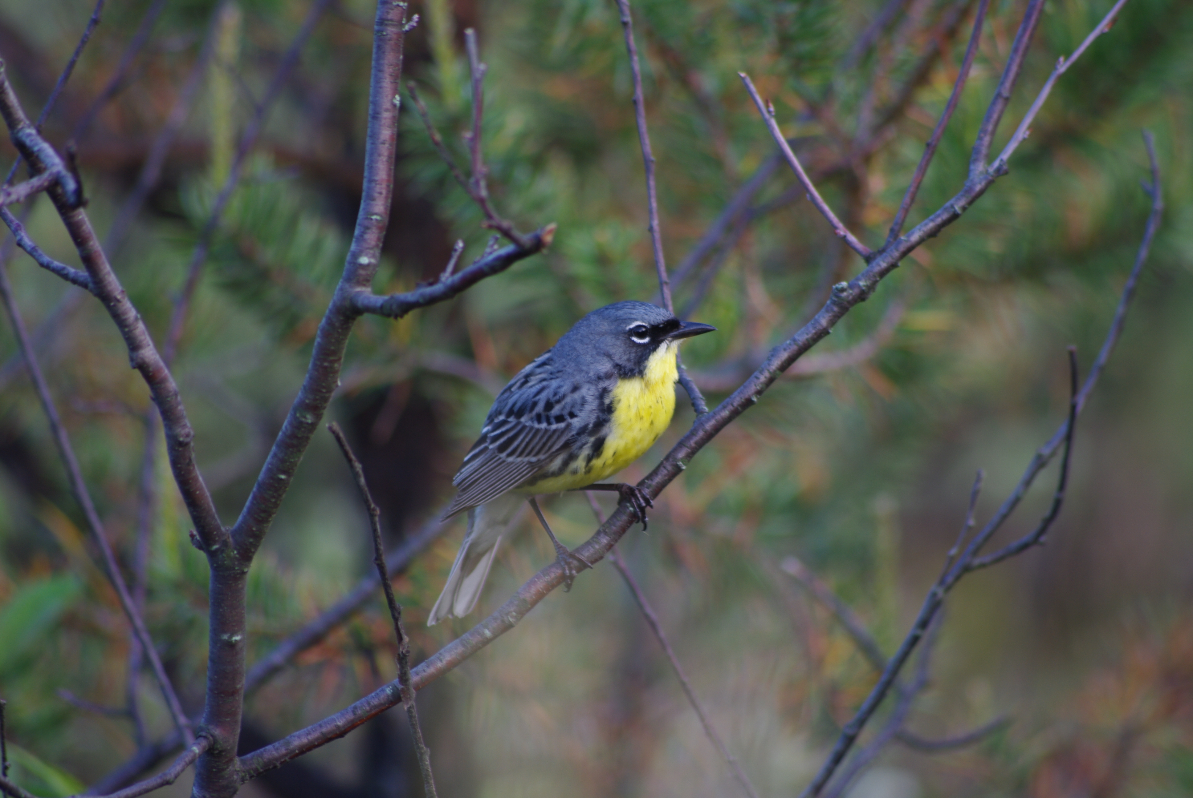 Kirtland's Warbler Michigan