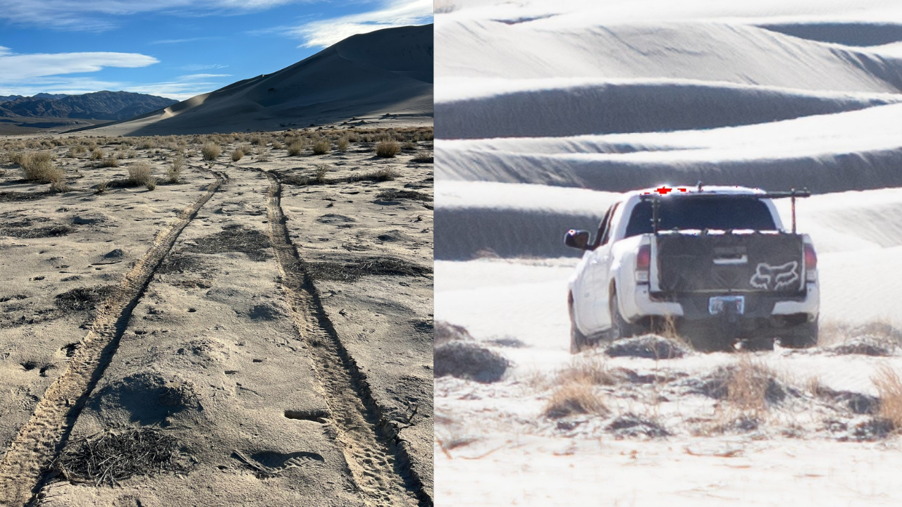 Officials looking for people who damaged or destroyed rare Death Valley plants