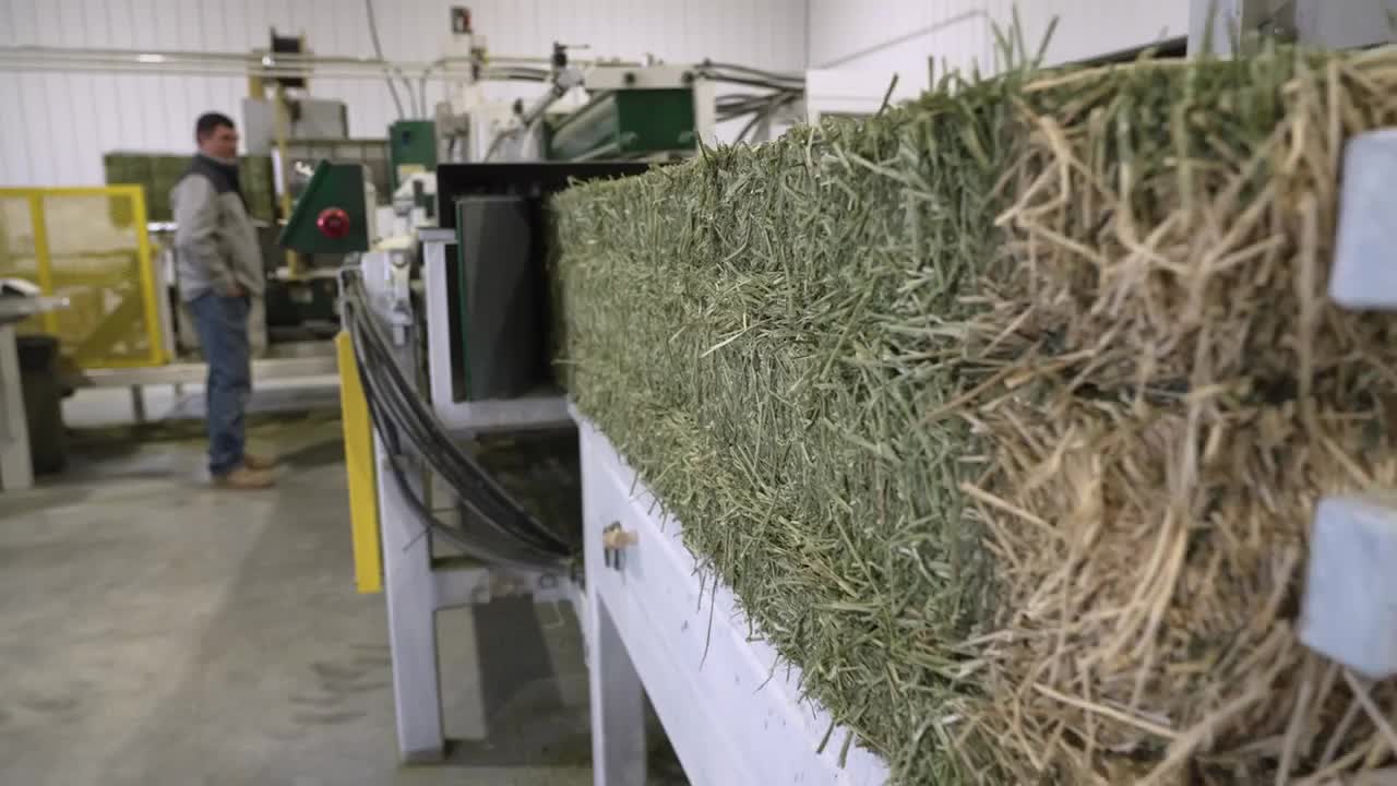 hay montana