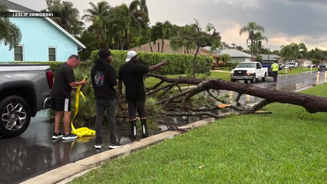 Downed Tree Royal Palm 