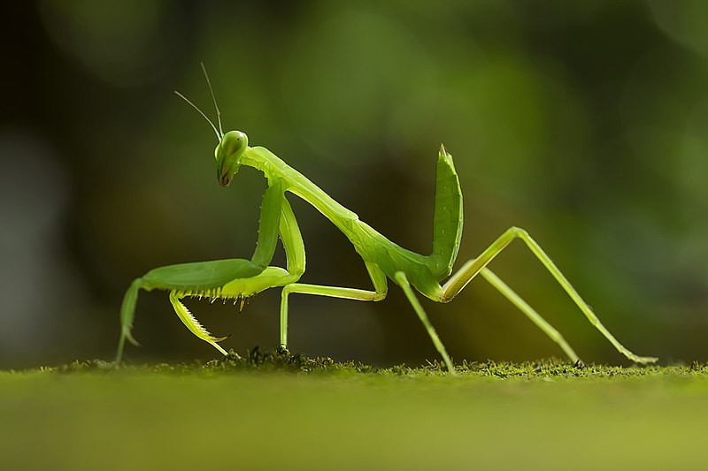 praying mantis