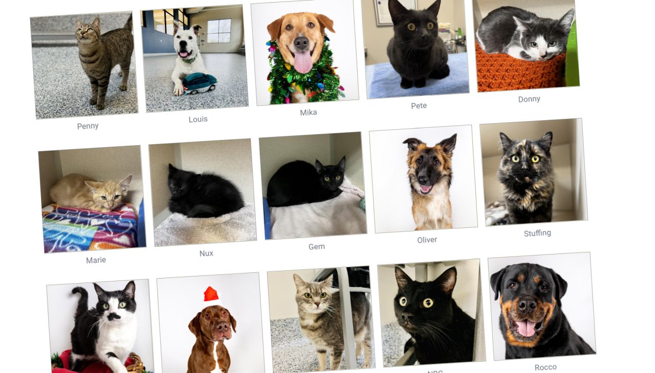 Maclean-Cameron Animal Adoption Center in Great Falls