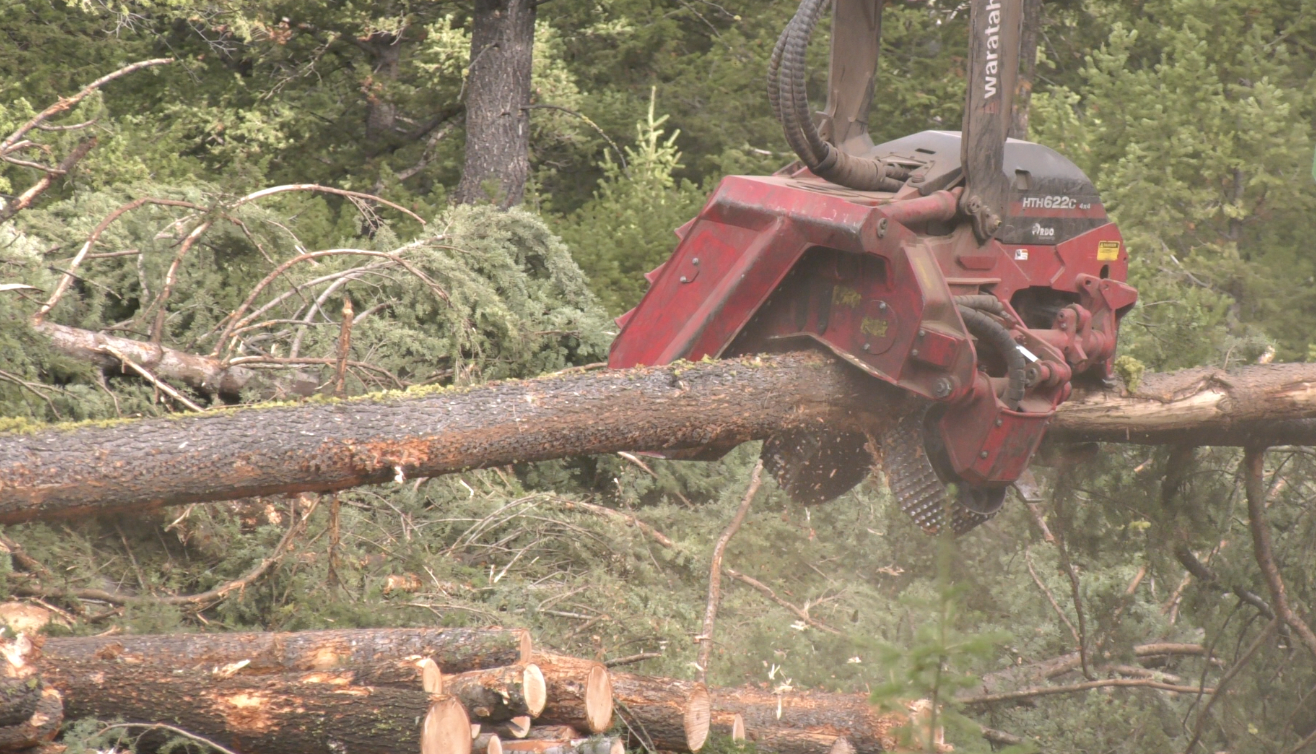 Logging in Montana