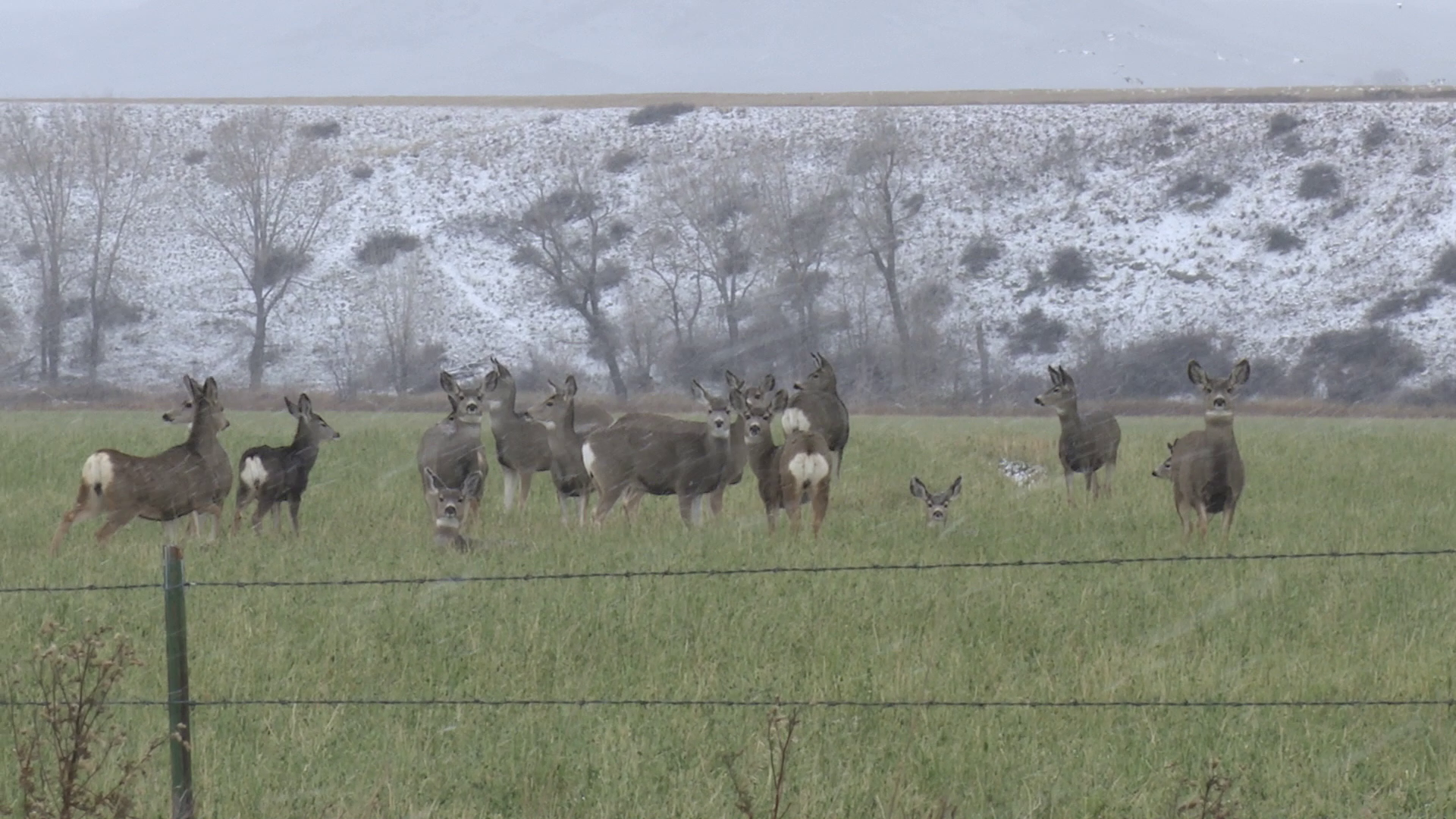 Deer in Montana (January 2023)