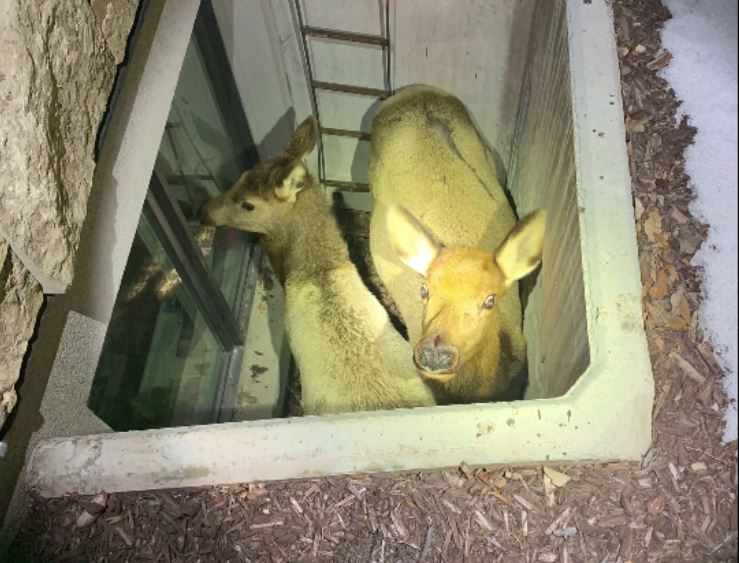 elk3.JPG