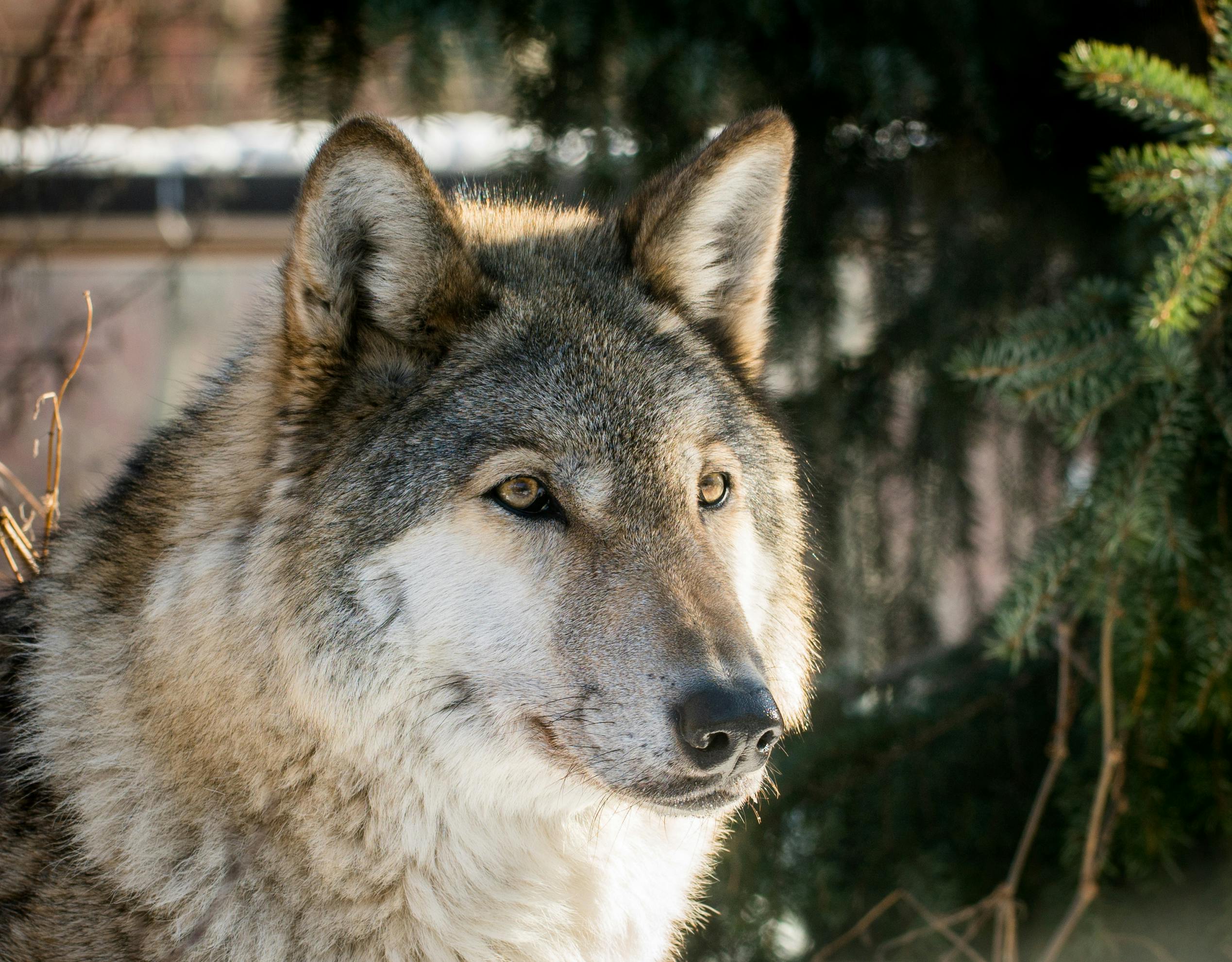 gray wolf stock image pexels.jpg
