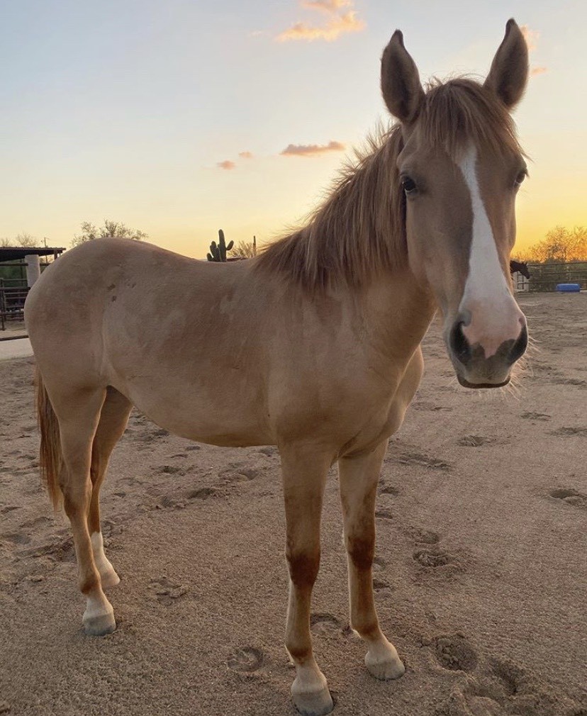 Mila the Mustang.jpg