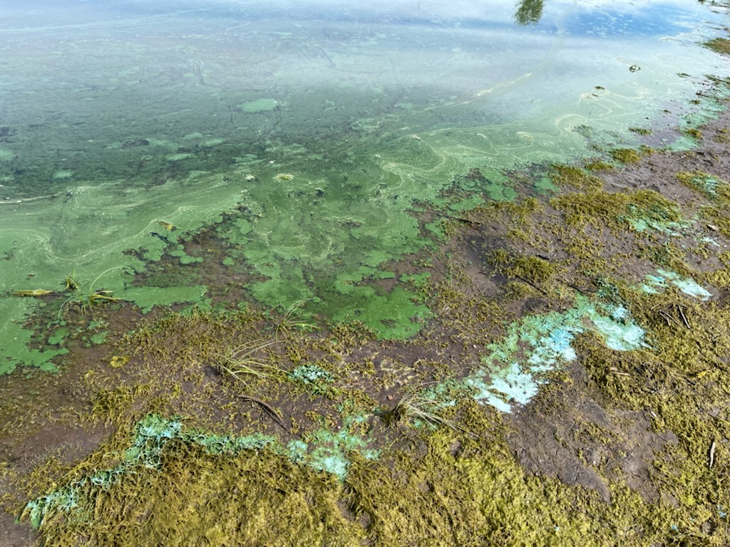 blue green algae.jpg
