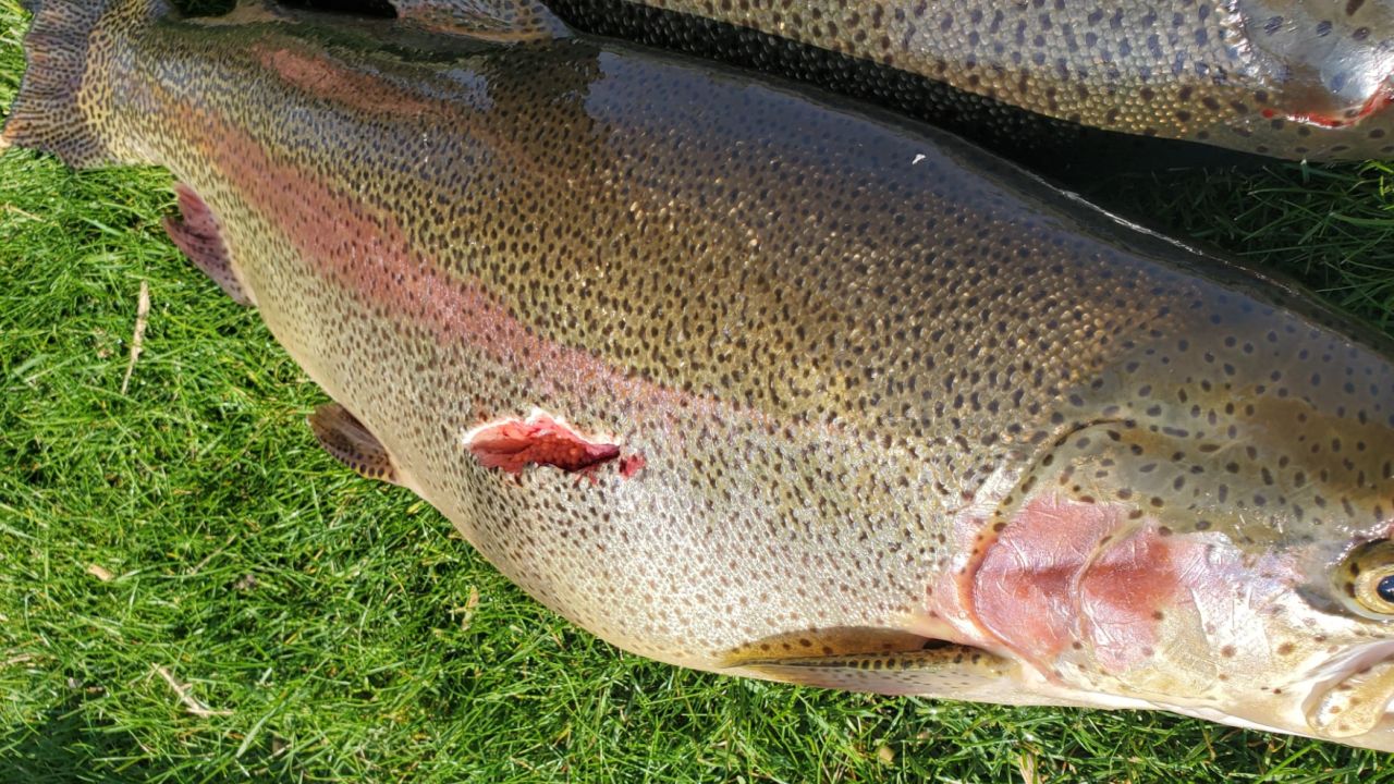 trout at giant springs