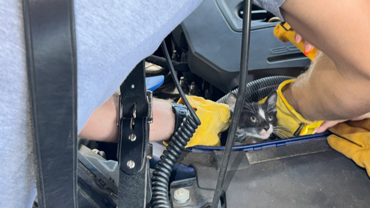 Cat rescued from vehicle engine department: TFR