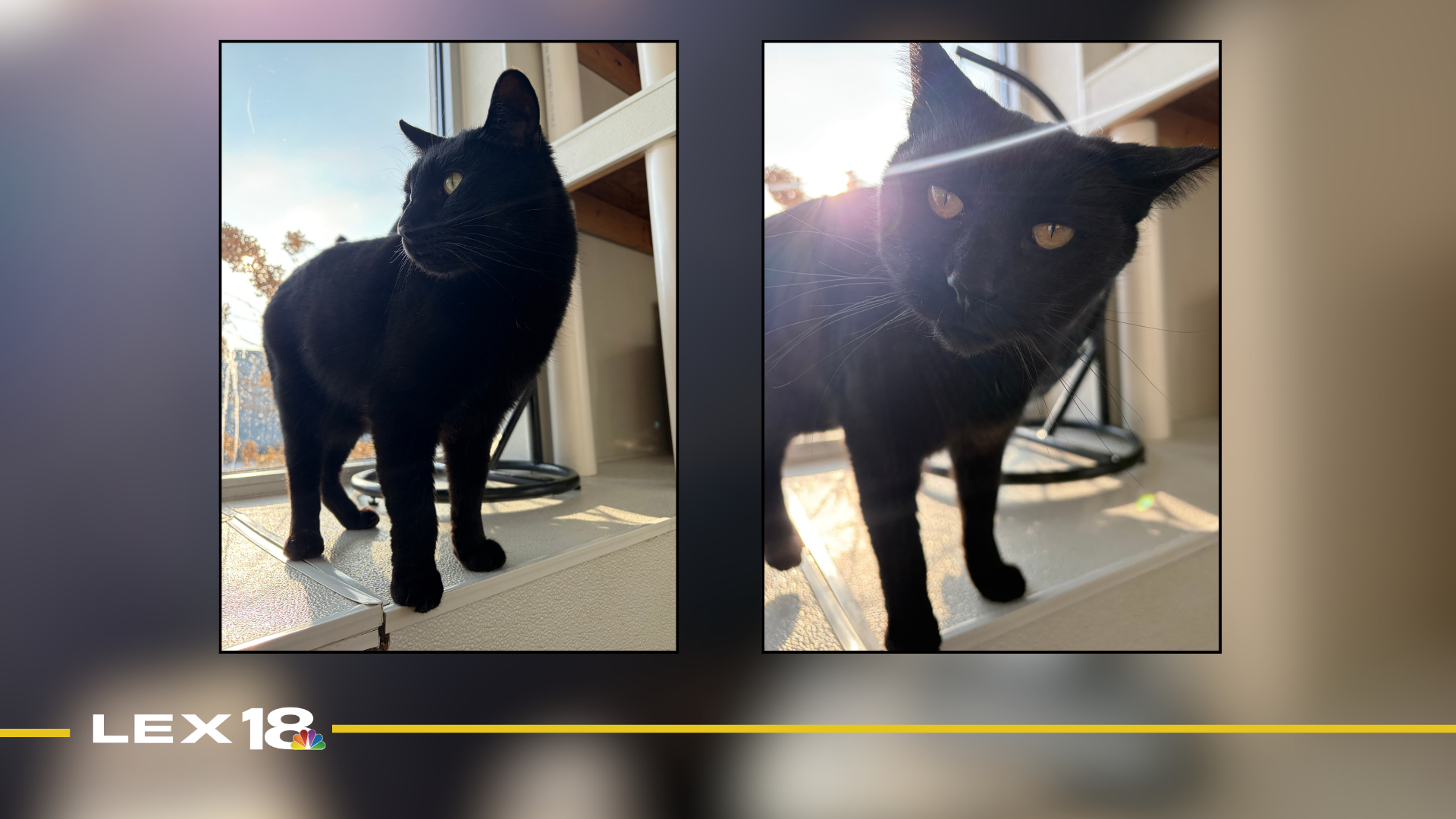 Featured Image Custom Edit (17).png