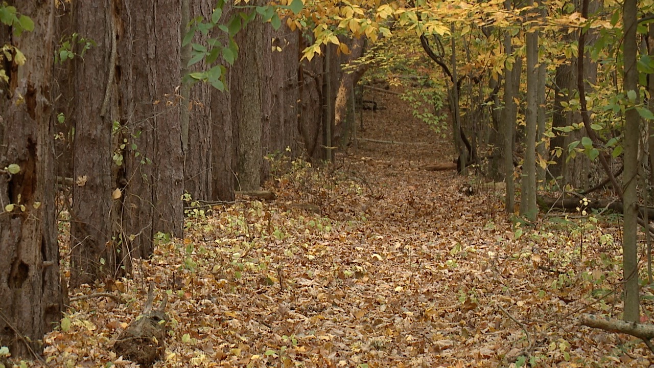 trail.jpg