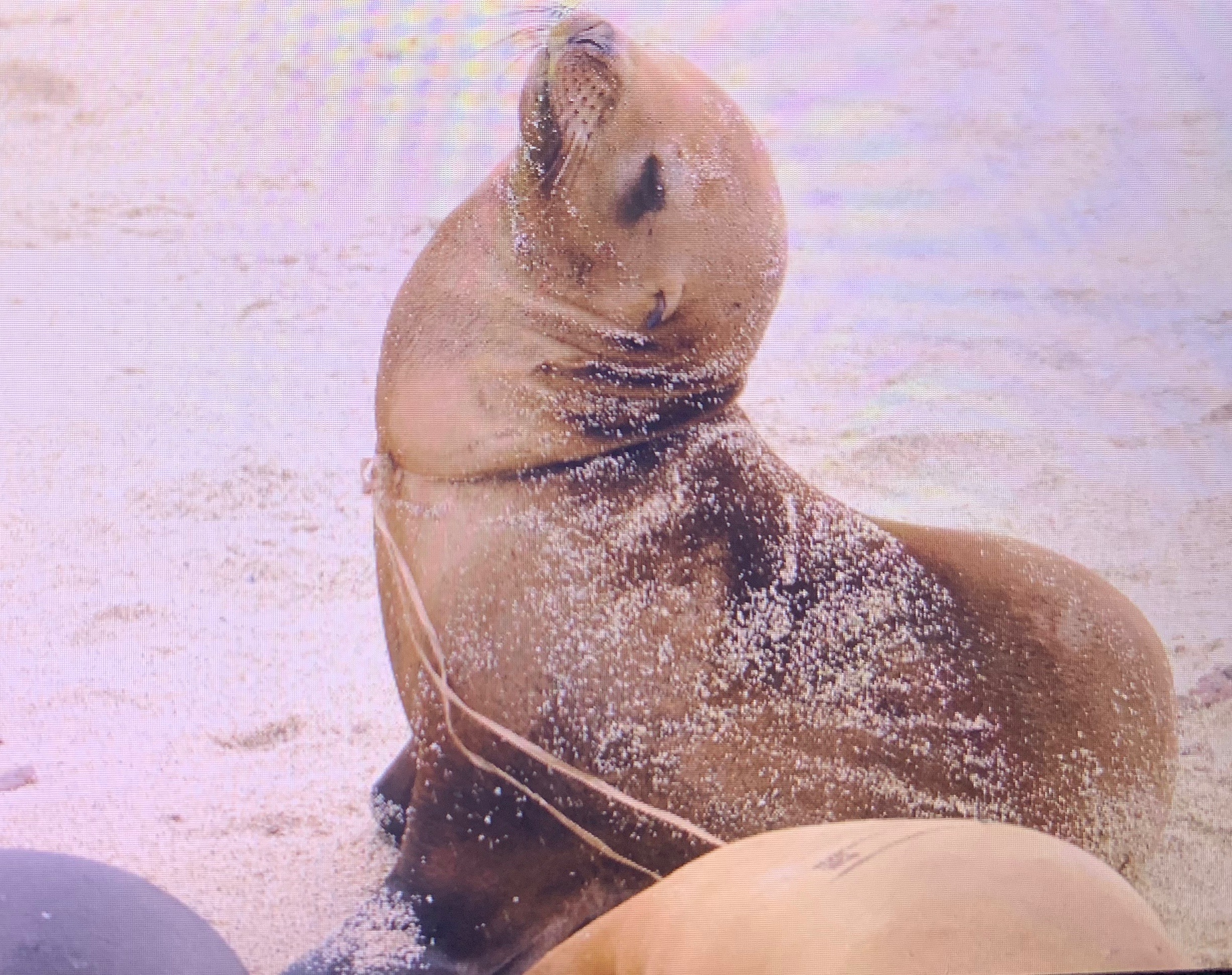 sea lion 1