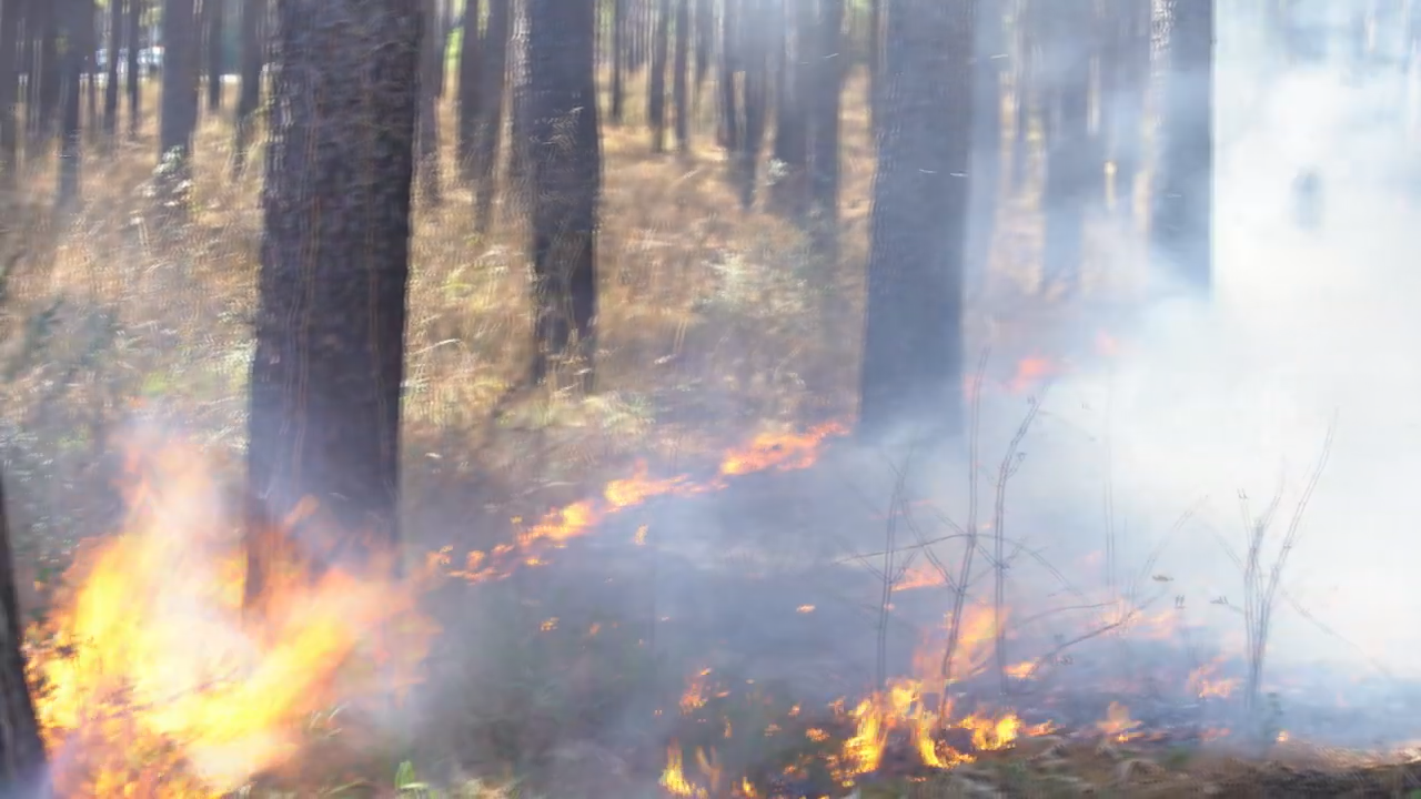 Controlled Burn by Texas A&M Forest Service
