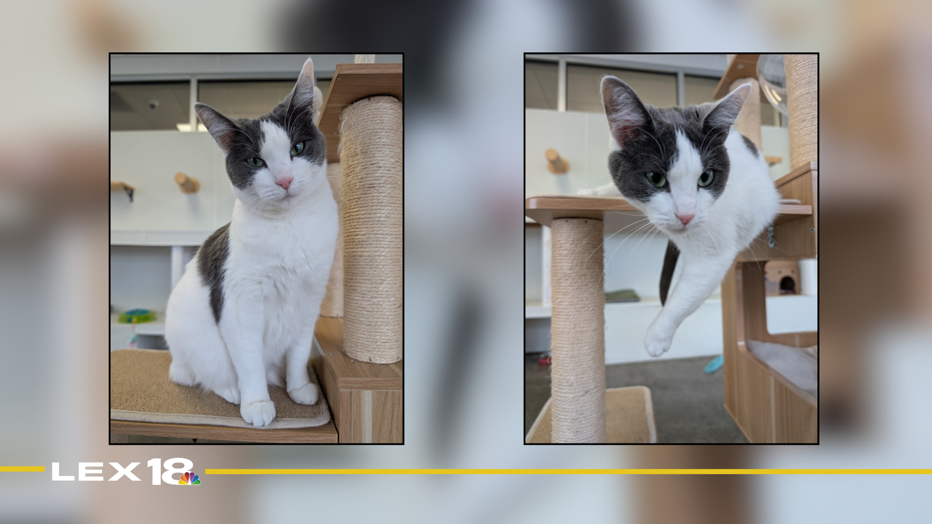 Featured Image Custom Edit.png