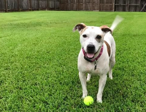 Dog in Texas first animal in state with virus that causes coronavirus in humans