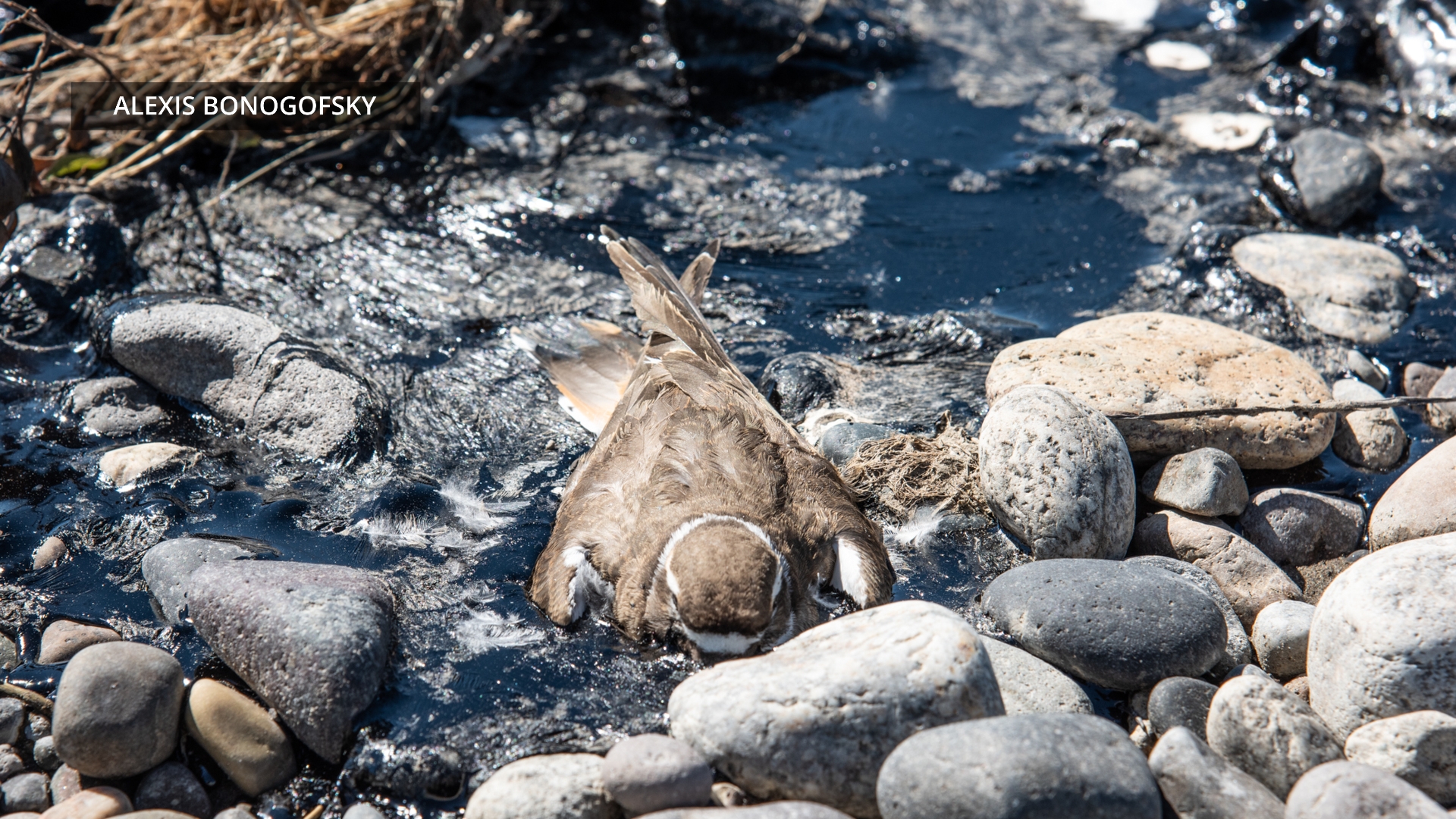 First wildlife death reported as result of Stillwater County train derailment
