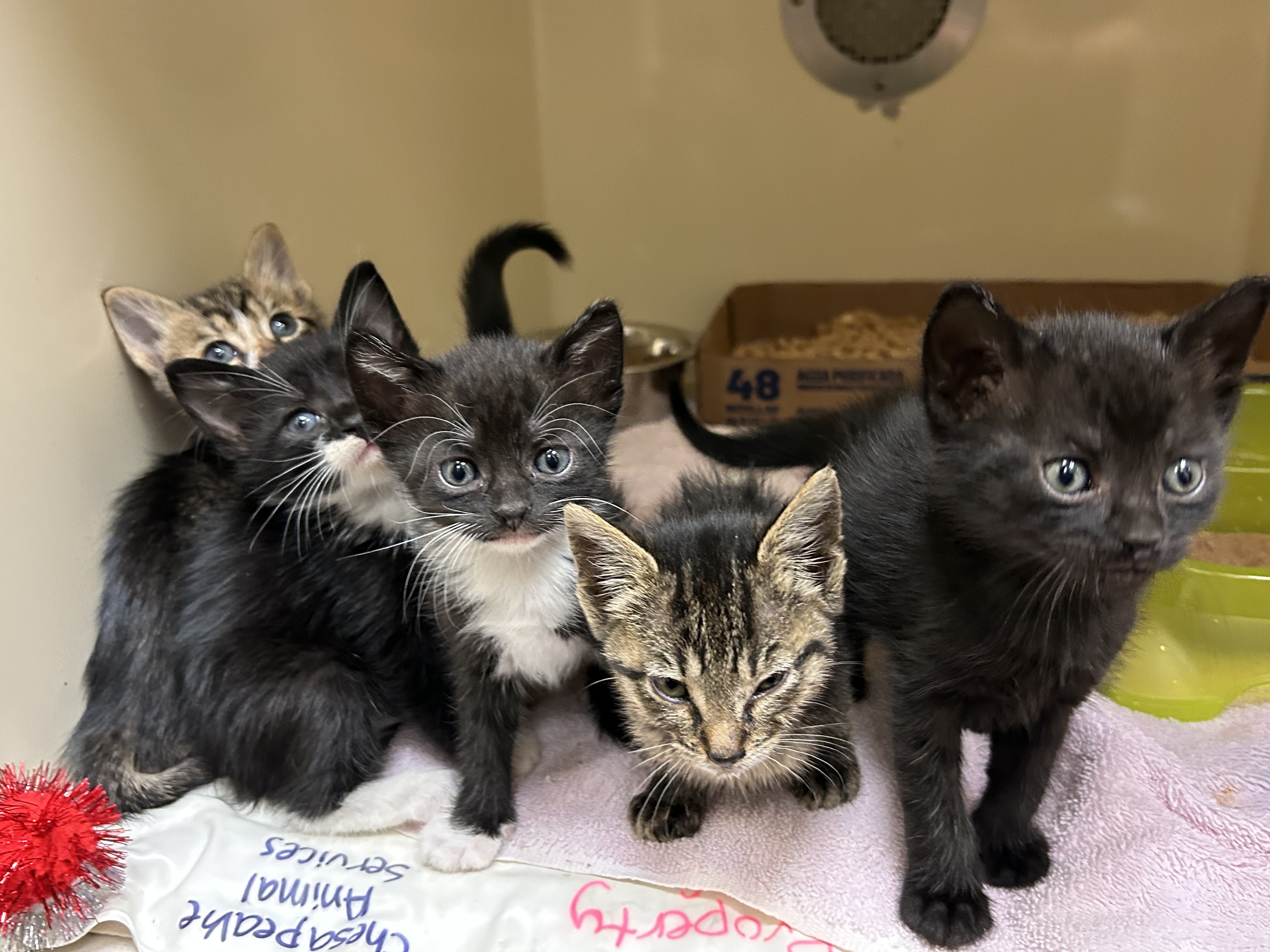 CH KITTENS THUMBNAIL.jpeg
