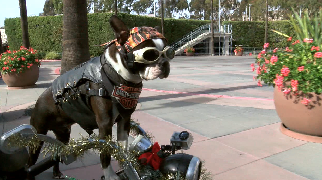 CHOPPER THE BIKER DOG