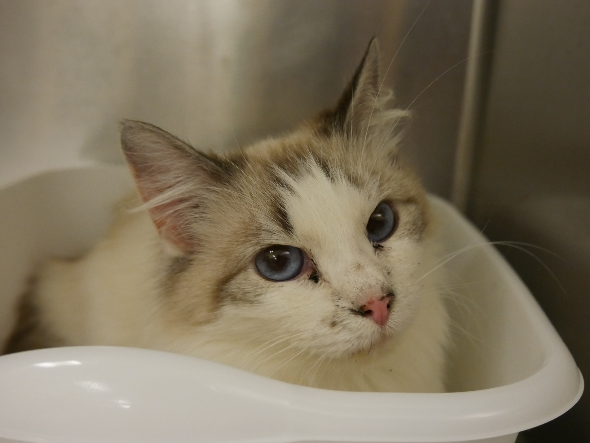 Humane Society cat