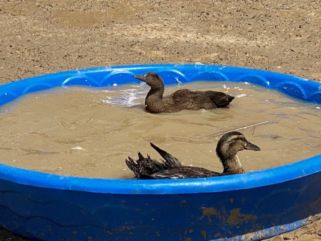 Ducks