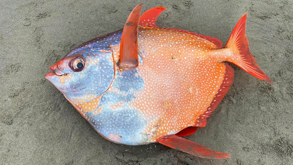 Rare opah fish found in Oregon