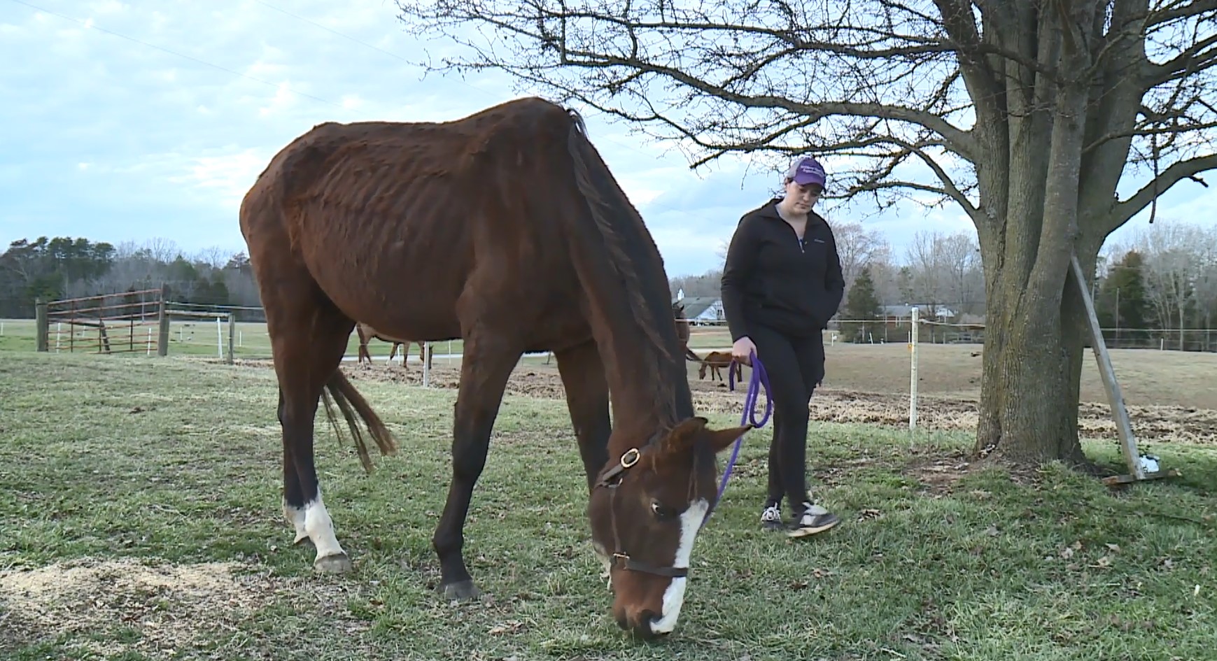 Goochland horse Farm .jpg
